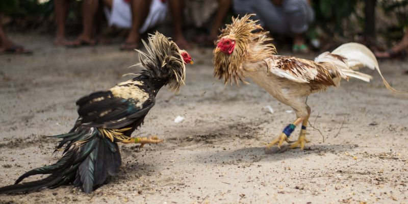 A tradição das arenas transmitida ao vivo para você