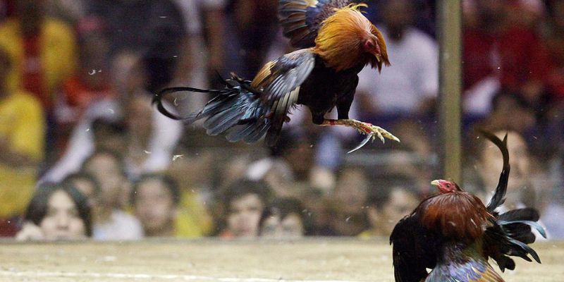 Bônus exclusivos para potencializar seus ganhos na arena